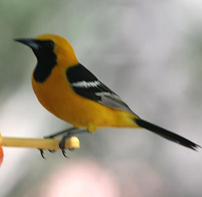 Hooded Orioles