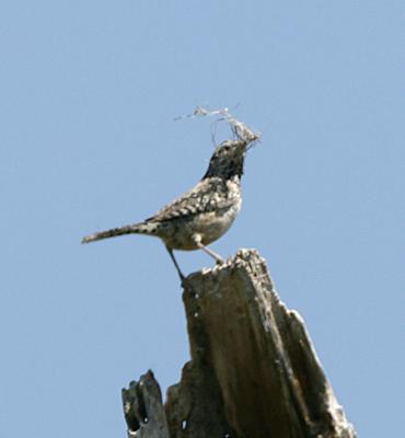 Cactus Wren