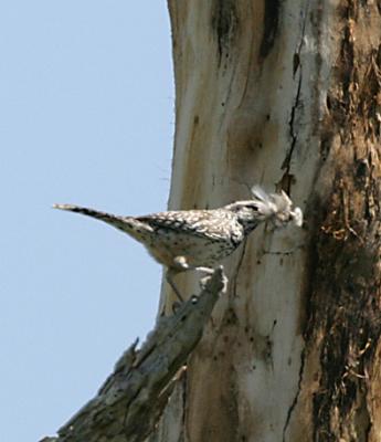 Cactus Wren