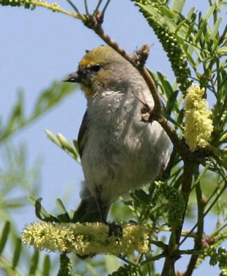 Verdin