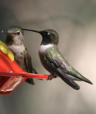 Black-chinned Hummingbirds