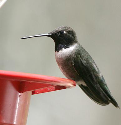 Black-chinned Hummingbird,male