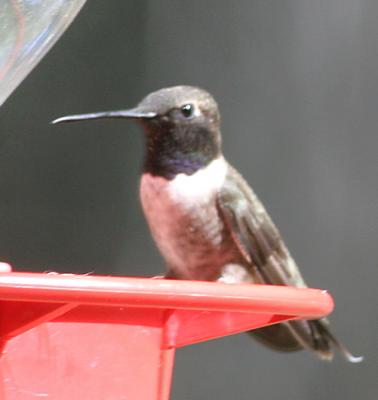 Black-chinned Hummingbird,male