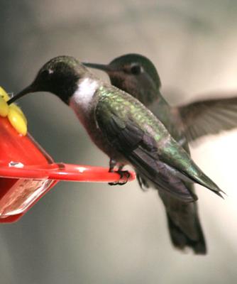 Black-chinned Hummingbird,male