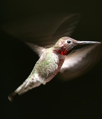Anna's Hummingbird,male
