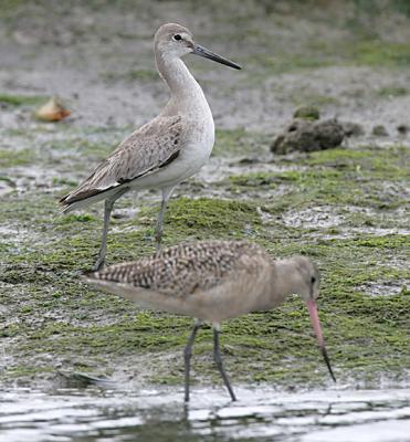 Marbled Godwit and a Willet for contrast