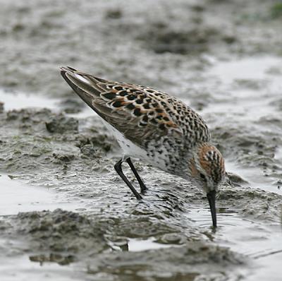 Western Sandpipers
