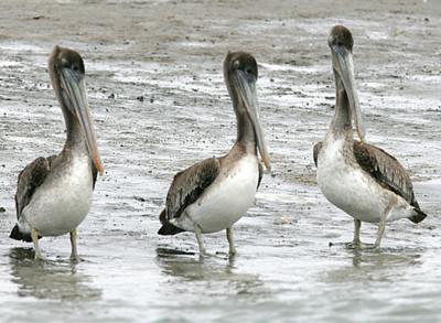 Brown Pelicans