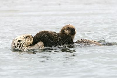 Sea Otter mom and oversized baby