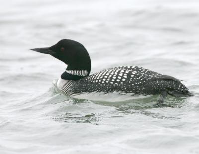 Common Loon in breeding plumage