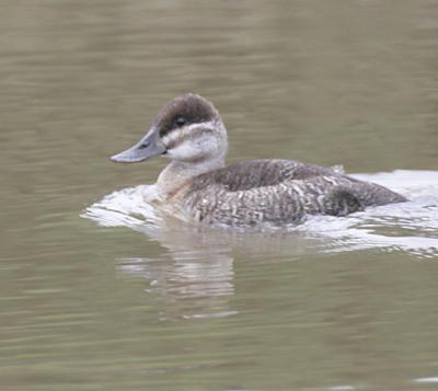 Ruddy duck,female