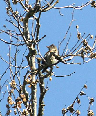 Olive-sided Flycatcher