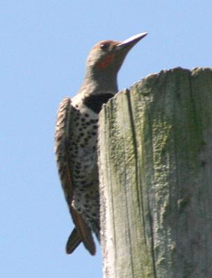 Northern Flicker(red-shafted)