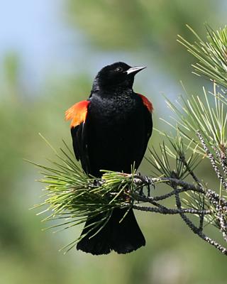 Redwinged Blackbird,male