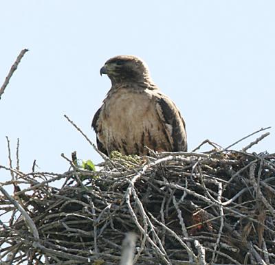 Red-tailed Hawk on the nest