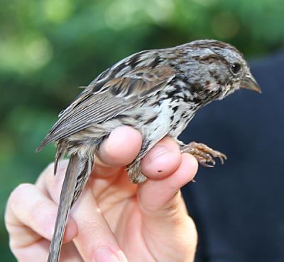 Song Sparrow