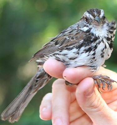 Song Sparrow