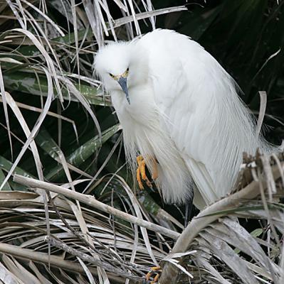 Snowy Egret in breeding plumage