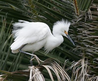 Snowy Egret,juvenile