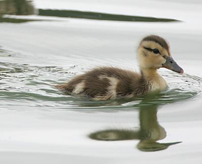 Mallard,chick