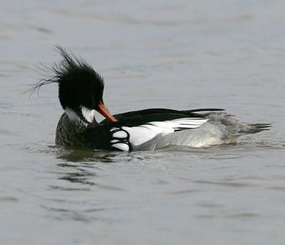 Red-breasted Merganser,male in breeding plumage