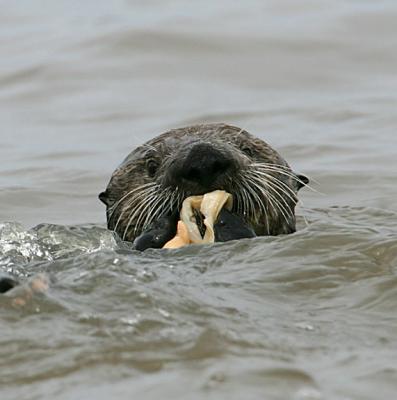 Sea Otter with clam