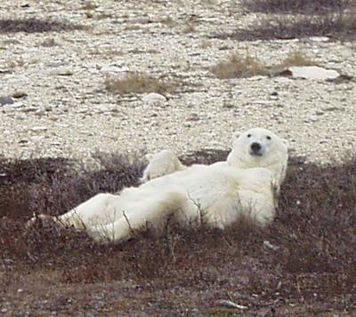 Polar Bear Relaxed