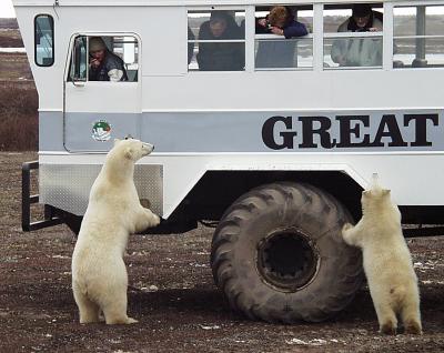 Polar Bears,tundra buggy and observers