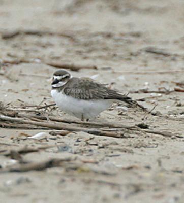 Wilson's Plover