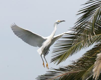 Snowy Egret in breeding plumage bringing nesting materials