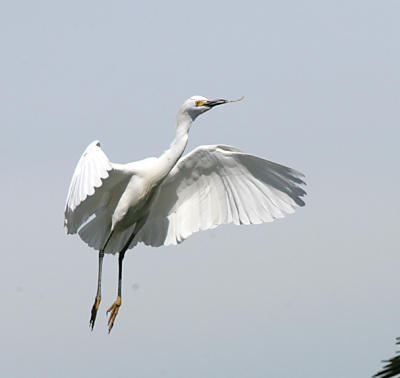 Snowy Egret in breeding plumage in flight