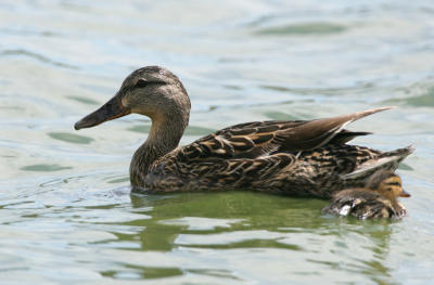 Mallard,chick and mom