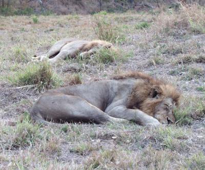 Lions resting