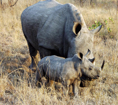 Rhino mom and baby