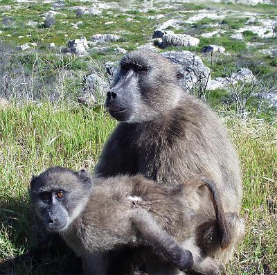 Baboon mom and baby