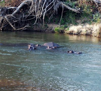 Hippo family cooling off