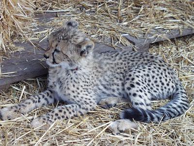 Cheetah young