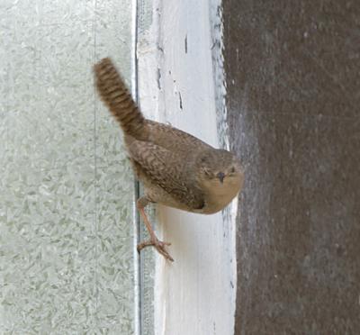 House Wren