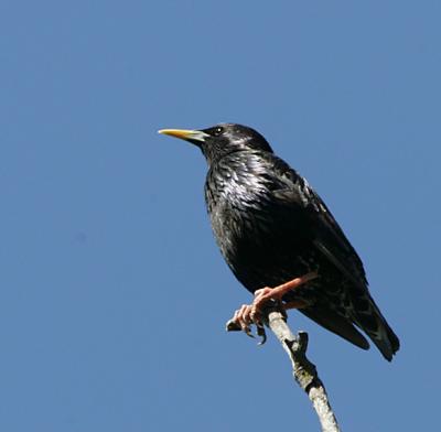 European Starling