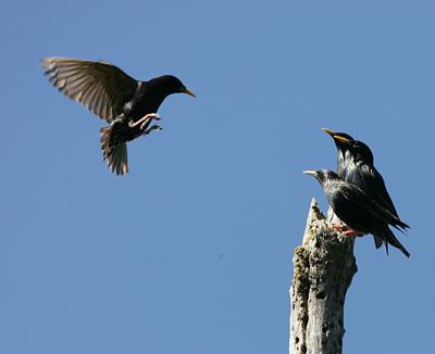 European Starling asks permission of 3 to land