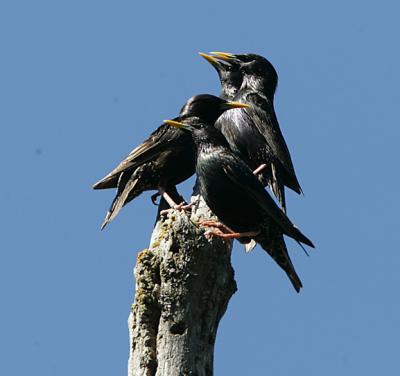 Four European Starlings settled together