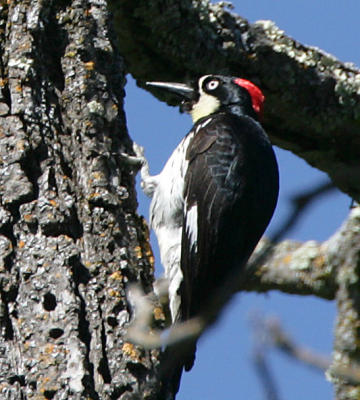 Acorn Woodpecker
