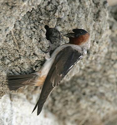 Cliff Swallow entering nest