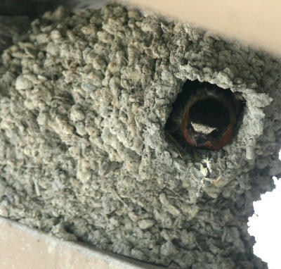 Cliff Swallow in nest