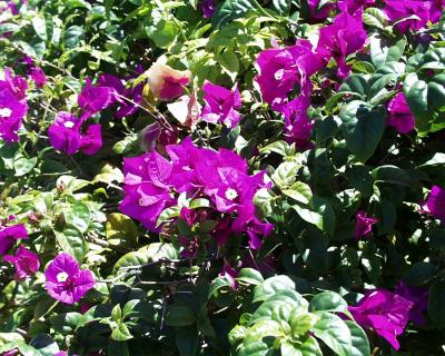 Bougainvillea