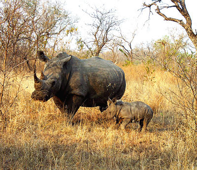 Rhino Mom and Baby