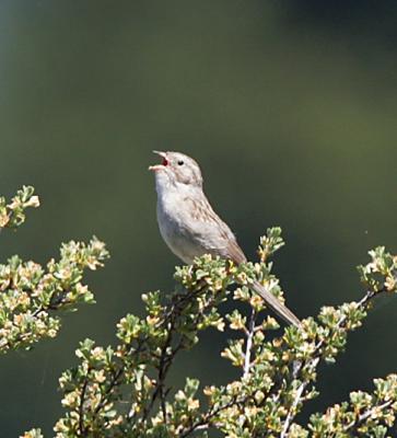 Vesper Sparrow