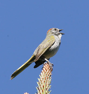 Green-tailed Towhee sings