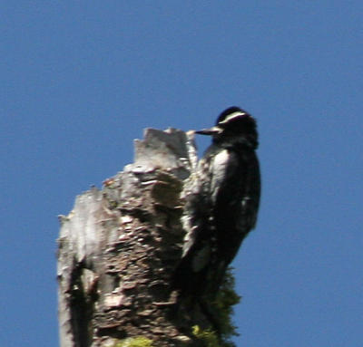 Williamson's Sapsucker