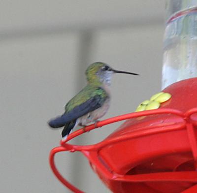 Calliope Hummingbird